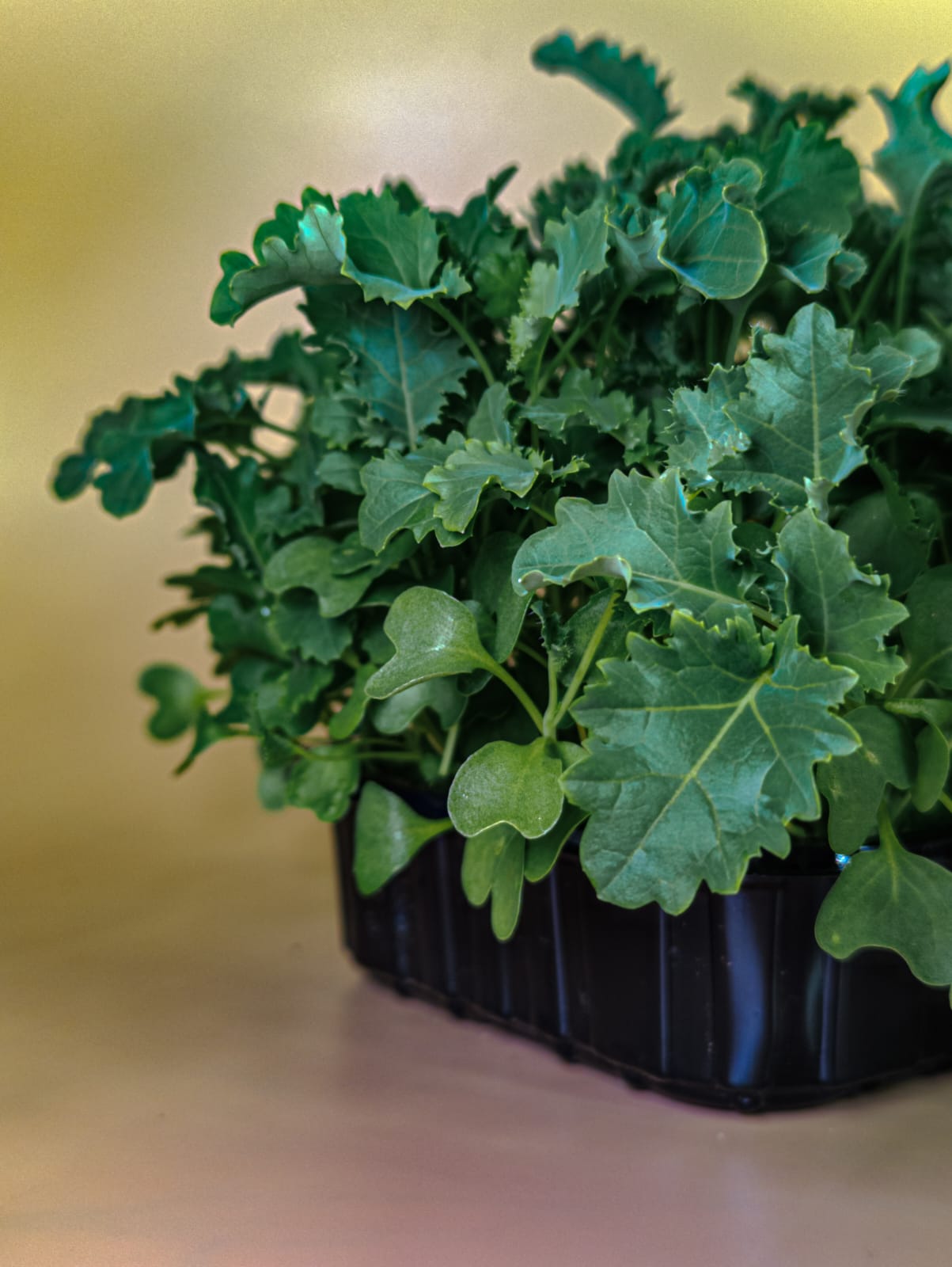 Кейл Кудрявый